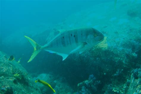 badlon fish|Golden trevally (Gnathanodon speciosus) .